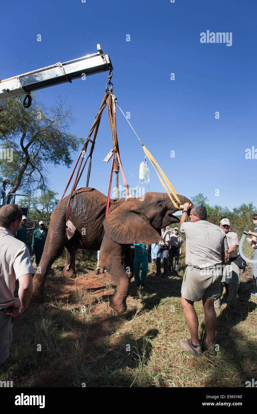 Wild elephant bull, Loxodonta africana, hoisted into position by crane for  vasectomy operation in bush Stock Photo - Alamy