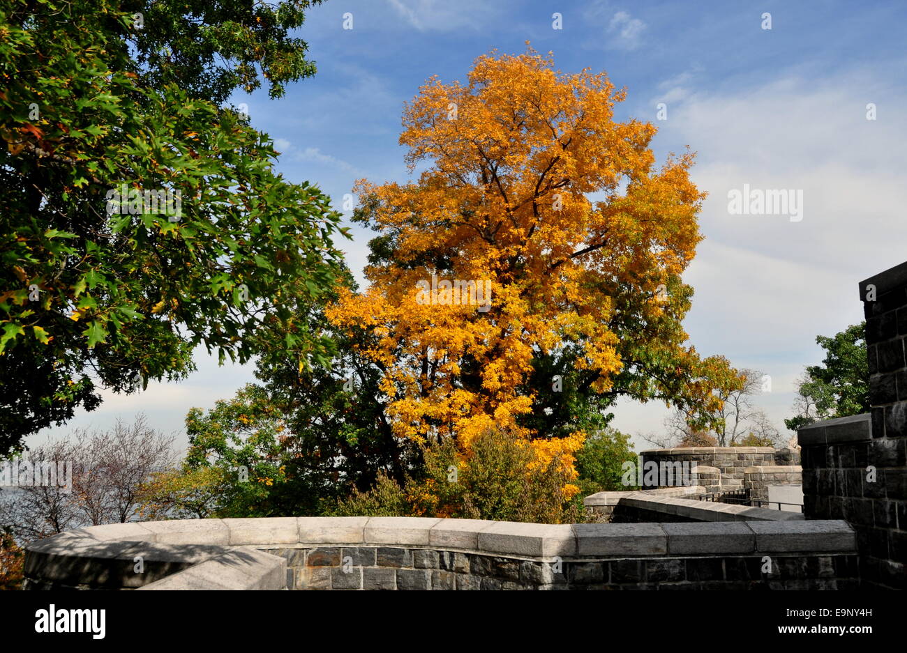 NYC Tree with goldenyellow Fall Foliage growing next to the West