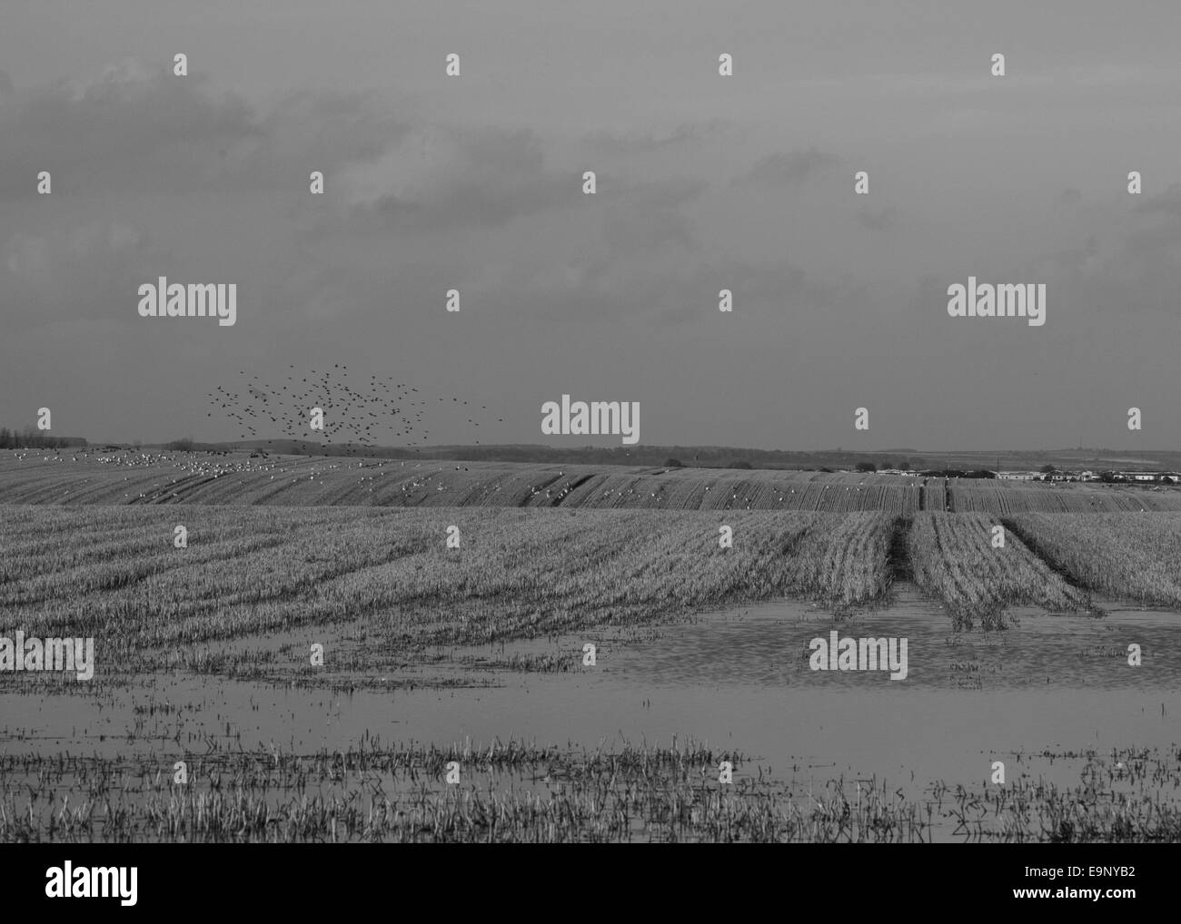 A farmers tractor leaves behind patterns in the field they grow crops in,Yorkshire, England, Stock Photo