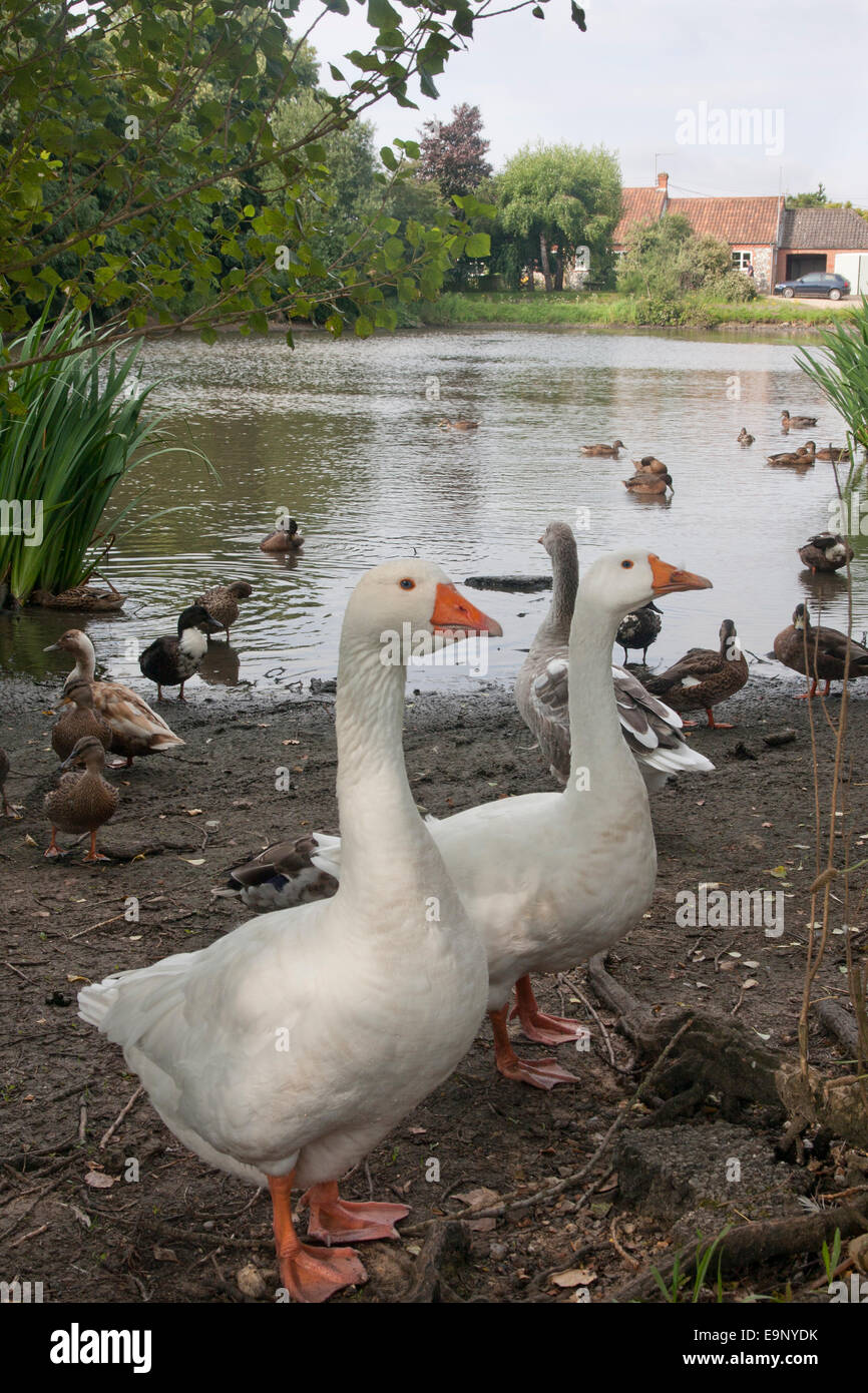 wildfowl at pond, Stanhoe, Norfolk, East Anglia, England Stock Photo