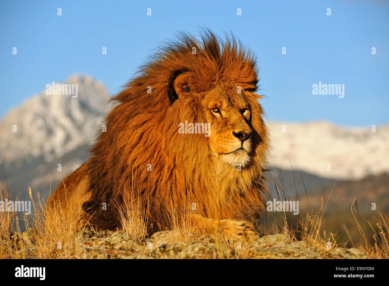 African lion (Panthera leo) Barbary lion extirpated in the wild (captive raised specimen), Bozeman, Montana, USA Stock Photo