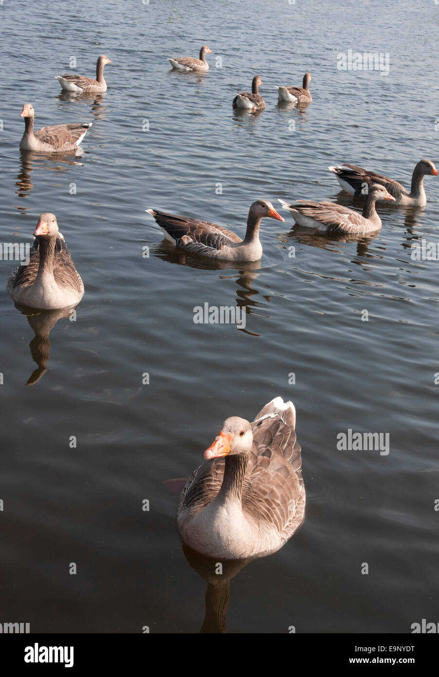 common geese on River Bure, Coltishall, Norfolk Stock Photo