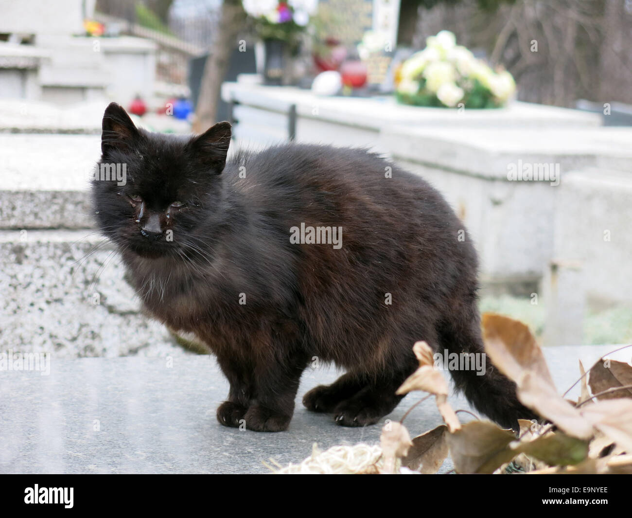 black feral cat with cat flu roaming around cemetery (Krakow, Poland) Stock Photo