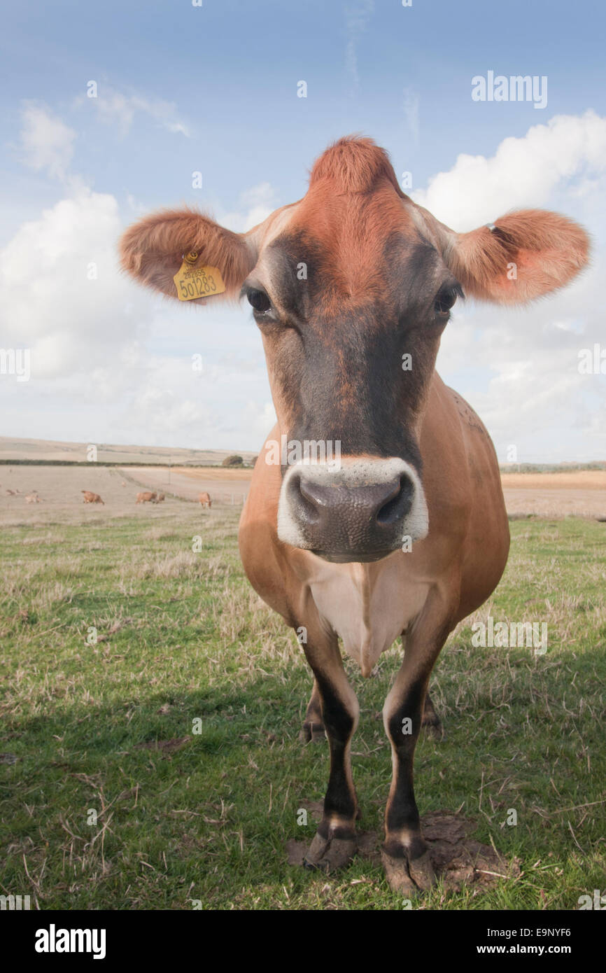 Jersey dairy cow hi-res stock photography and images - Alamy