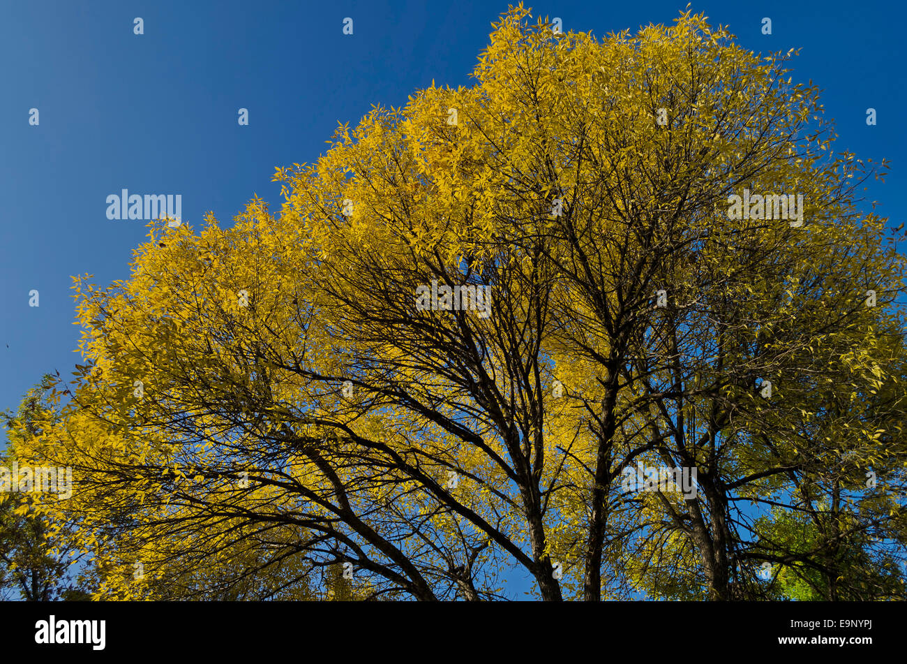 Colorful sunlit trees with autumnal leaves covering Stock Photo - Alamy