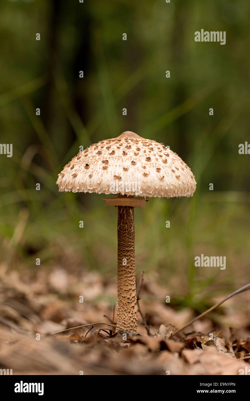 Young Parasol mushroom in the morning sunlight Stock Photo