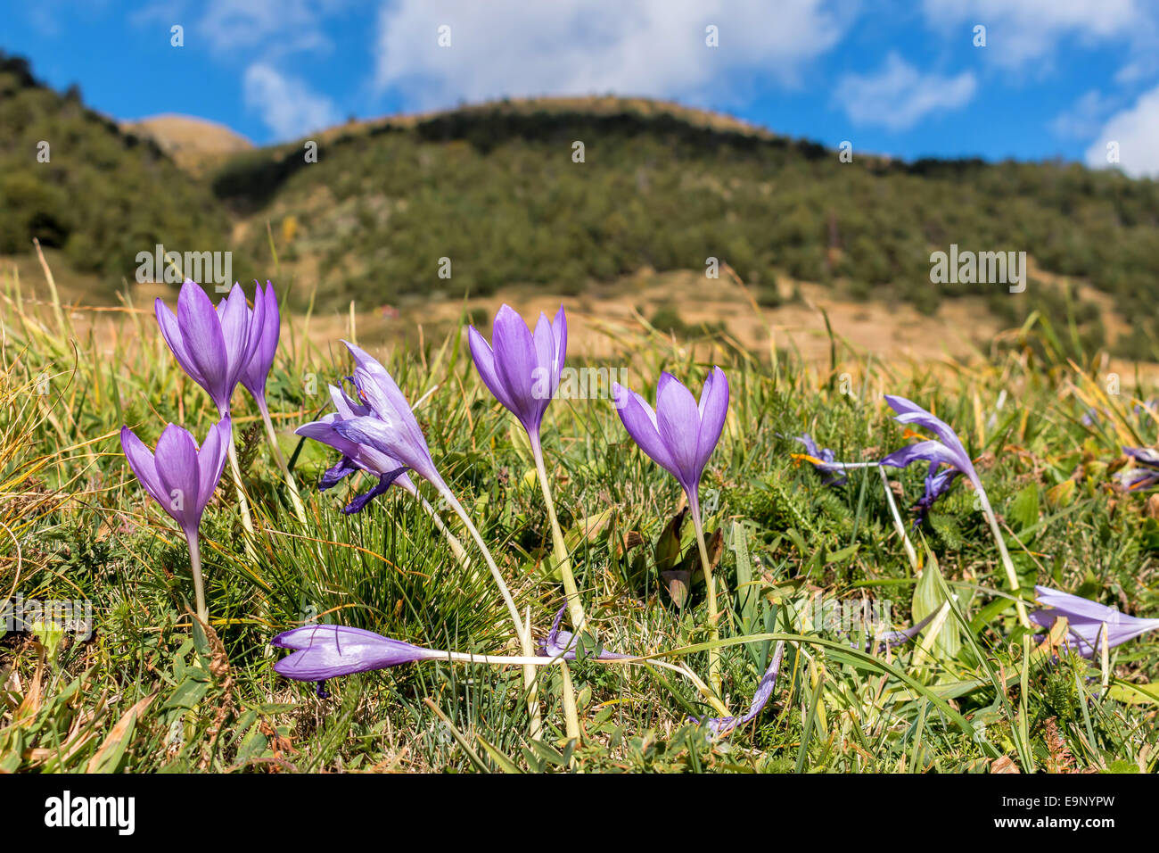 Nice flower in the autumn (Colchicum autumnale) Stock Photo