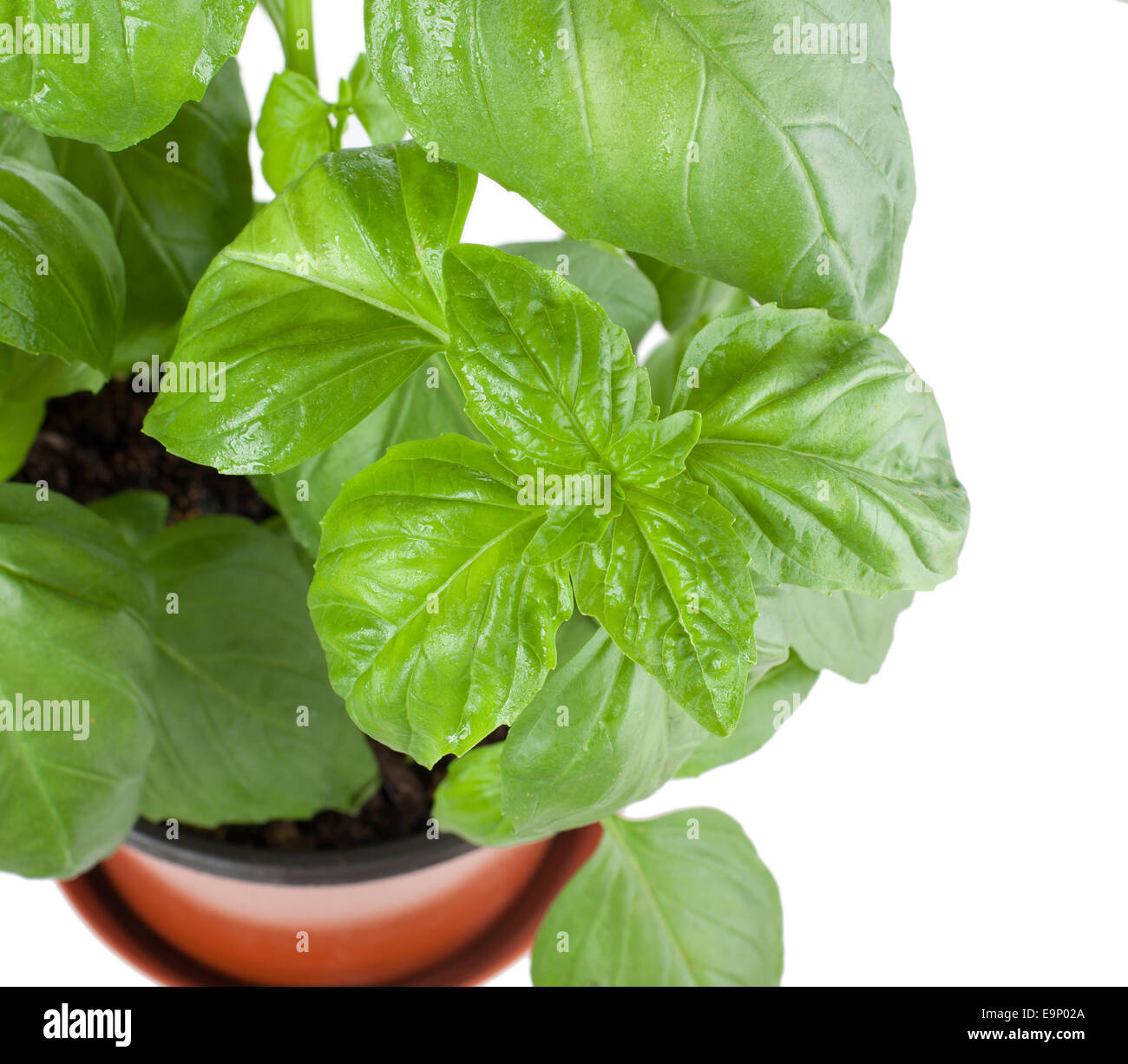 Fresh Basil Plant In A Pot on white background Stock Photo - Alamy