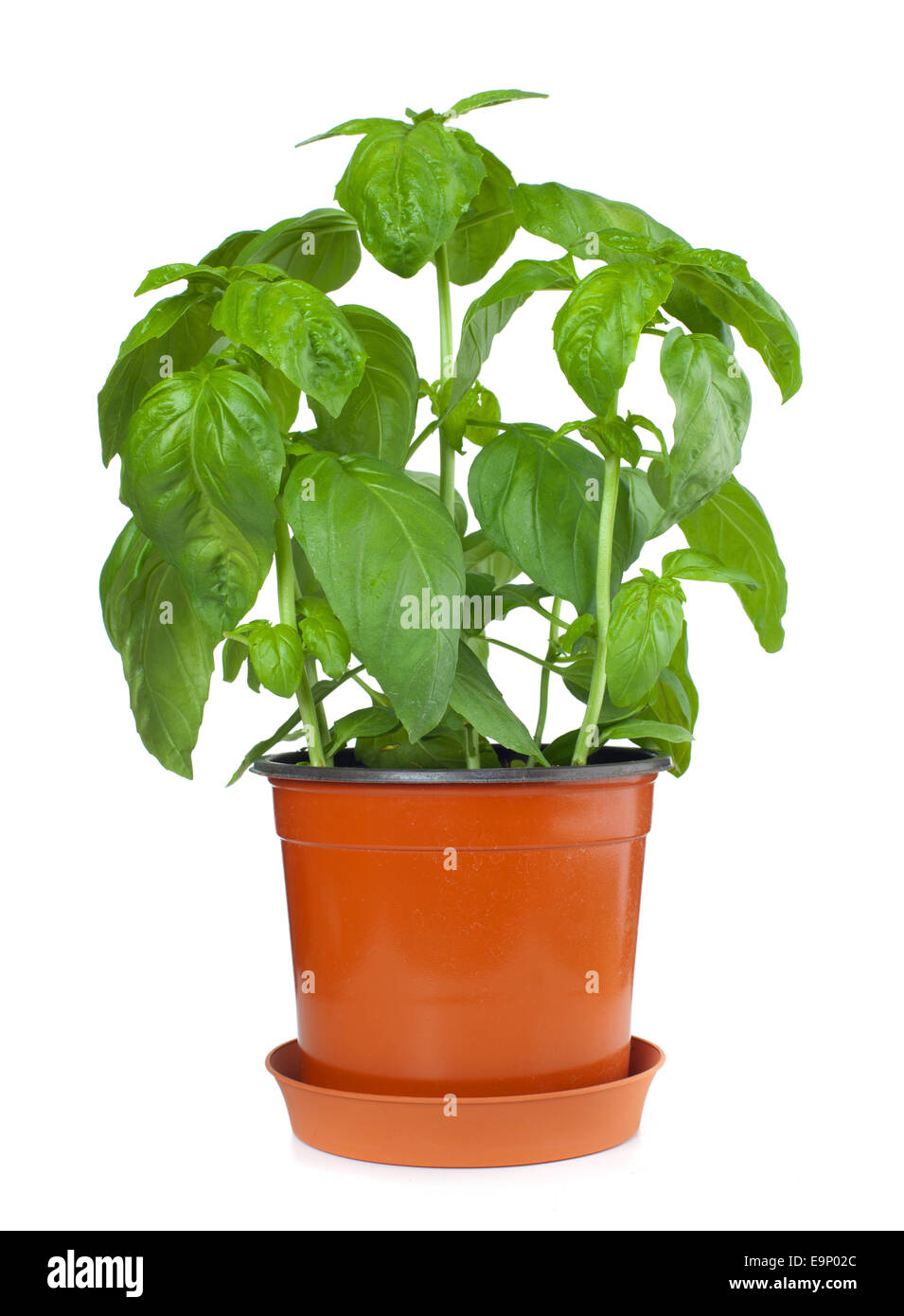 Fresh Basil Plant In A Pot on white background Stock Photo Alamy