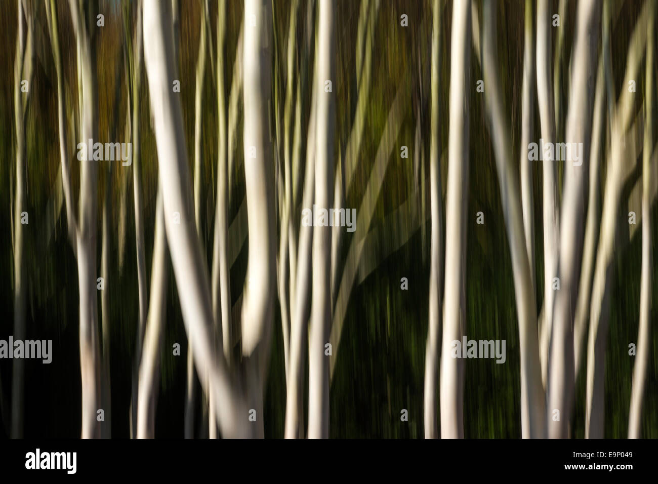 Blurred white trunks of Himalayan birch trees, Cambridgeshire Stock Photo