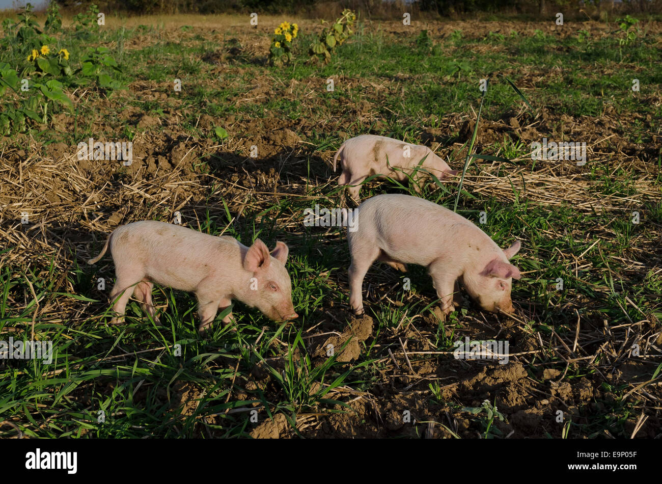Piglets eat the fresh grass and dig root about in the meadow. Stock Photo