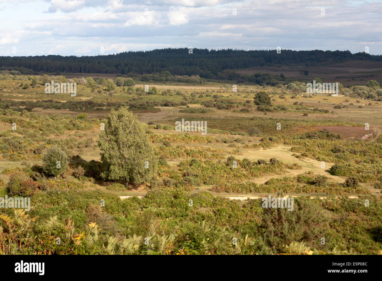 View across sandy heathland Hampton Ridge between Fritham and Frogham near Fordingbridge New Forest Hampshire England Stock Photo