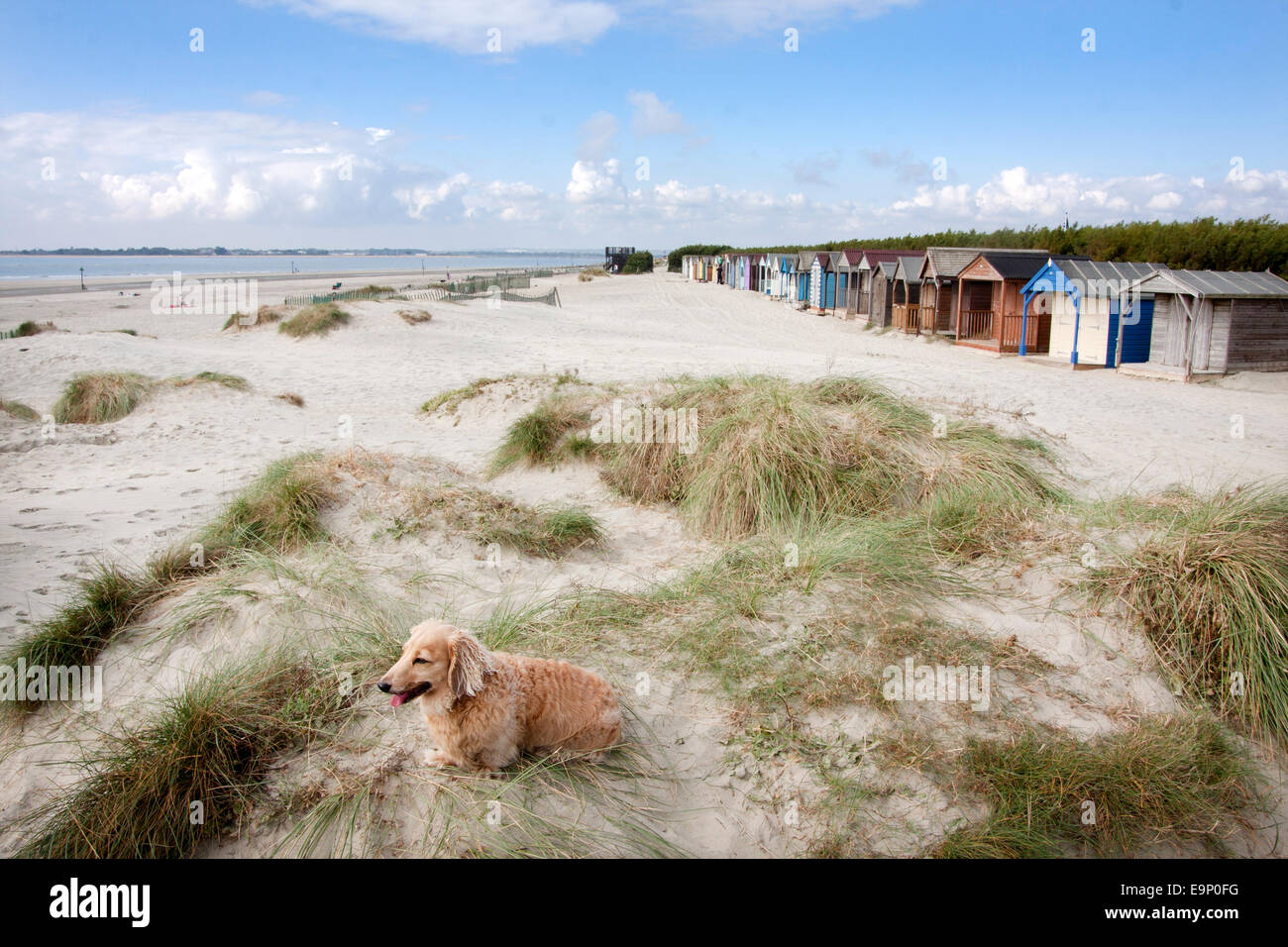 dachshund sitting on sand dunes & marram grass, West Wittering beach, Manhood Peninsula, West Sussex Stock Photo