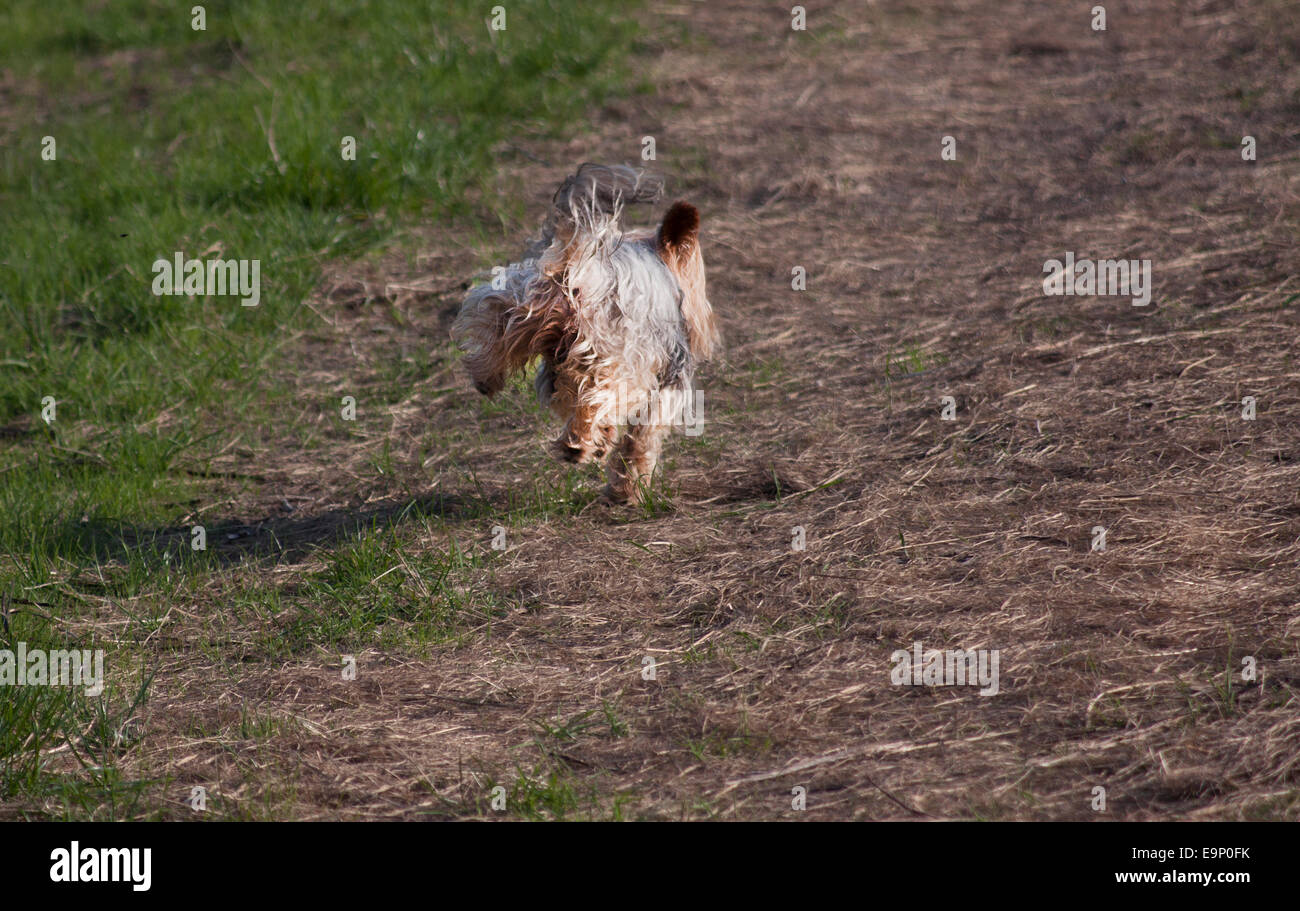 Yorkshire terrier lifting hind leg while running due to joint problem Stock Photo