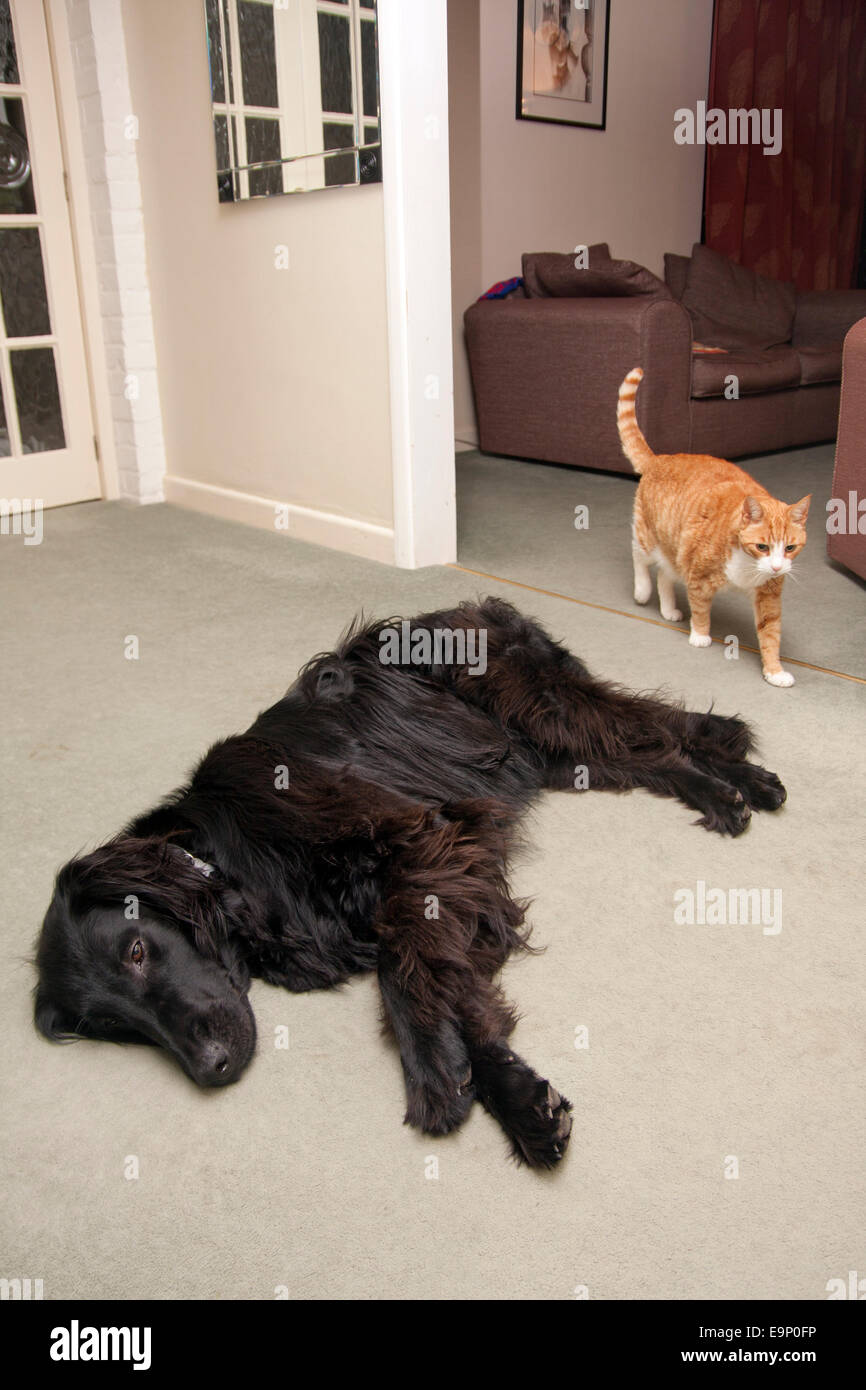 black coated retriever dog and cat indoors together Stock Photo