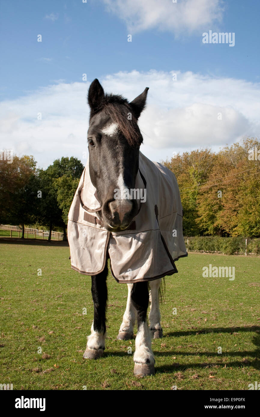 horse in pasture wearing waterproof jacket, Sussex, England Stock Photo