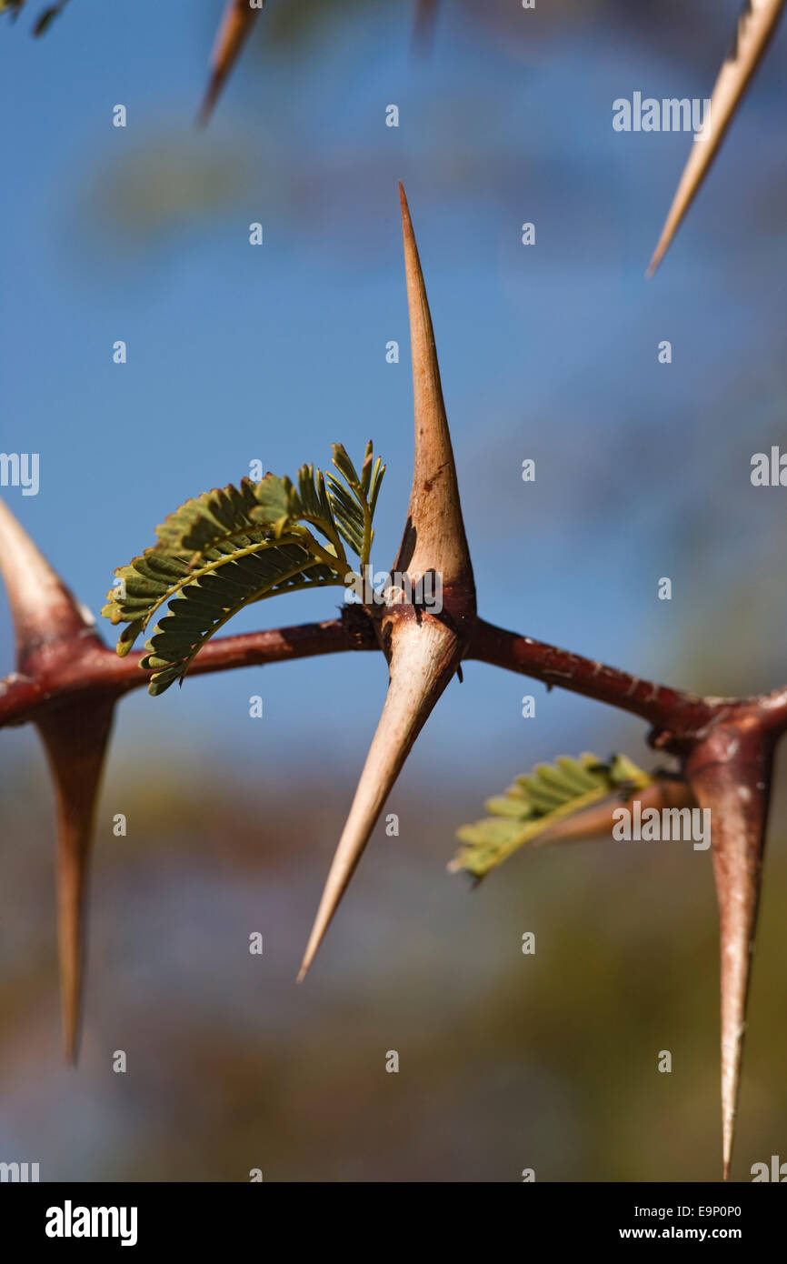 Acacia thorn, South Africa Stock Photo