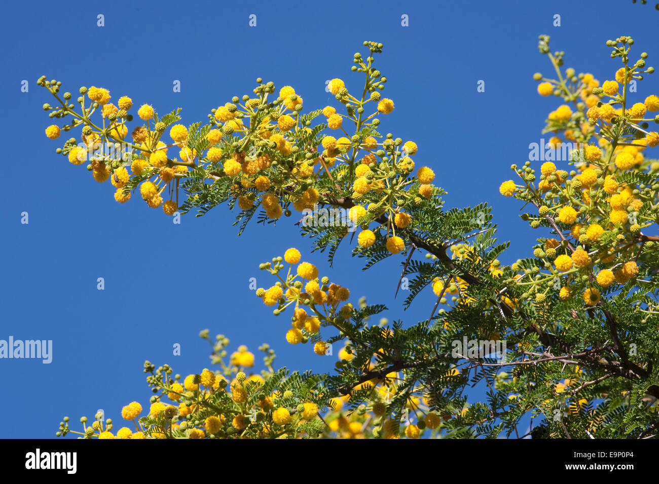 Acacia blossom, Scented Thorn, Acacia nilotica, Mountain Zebra national park, South Africa Stock Photo