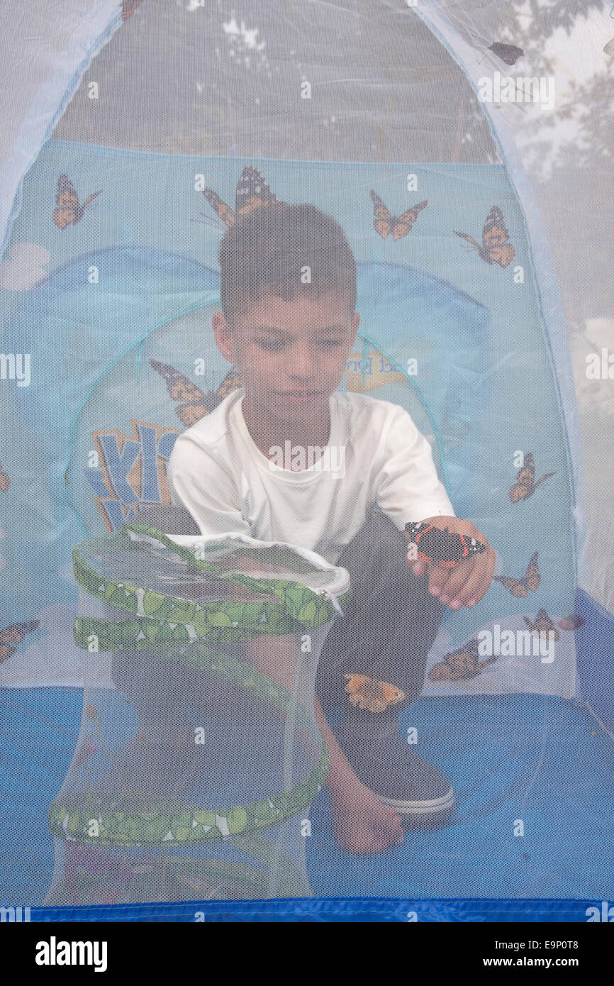 young lepidopterist inside butterfly tent with his butterflies Stock Photo