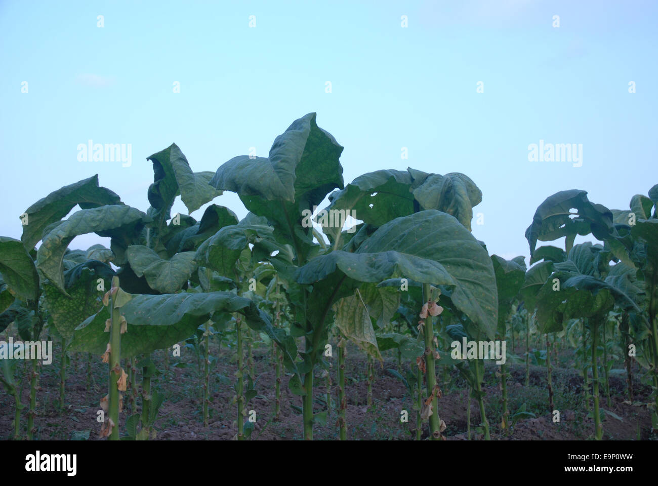 tobacco field in Lombok, Indonesia Stock Photo - Alamy