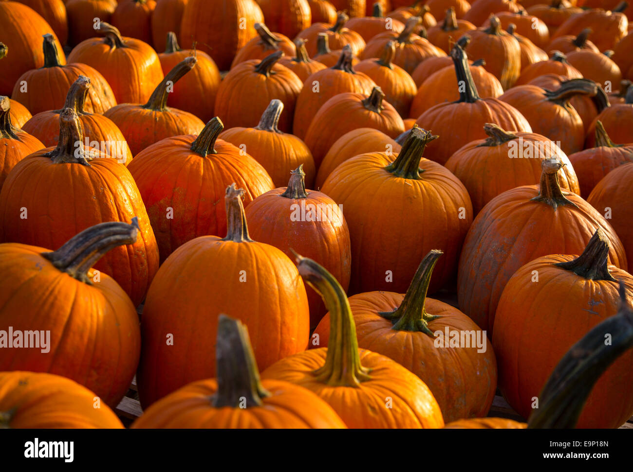Pumpkins on display at a farm stand Stock Photo - Alamy