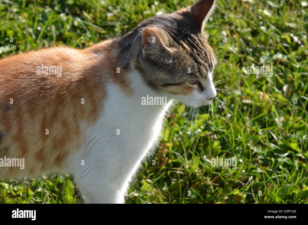 Tabby cat outdoors hi-res stock photography and images - Alamy