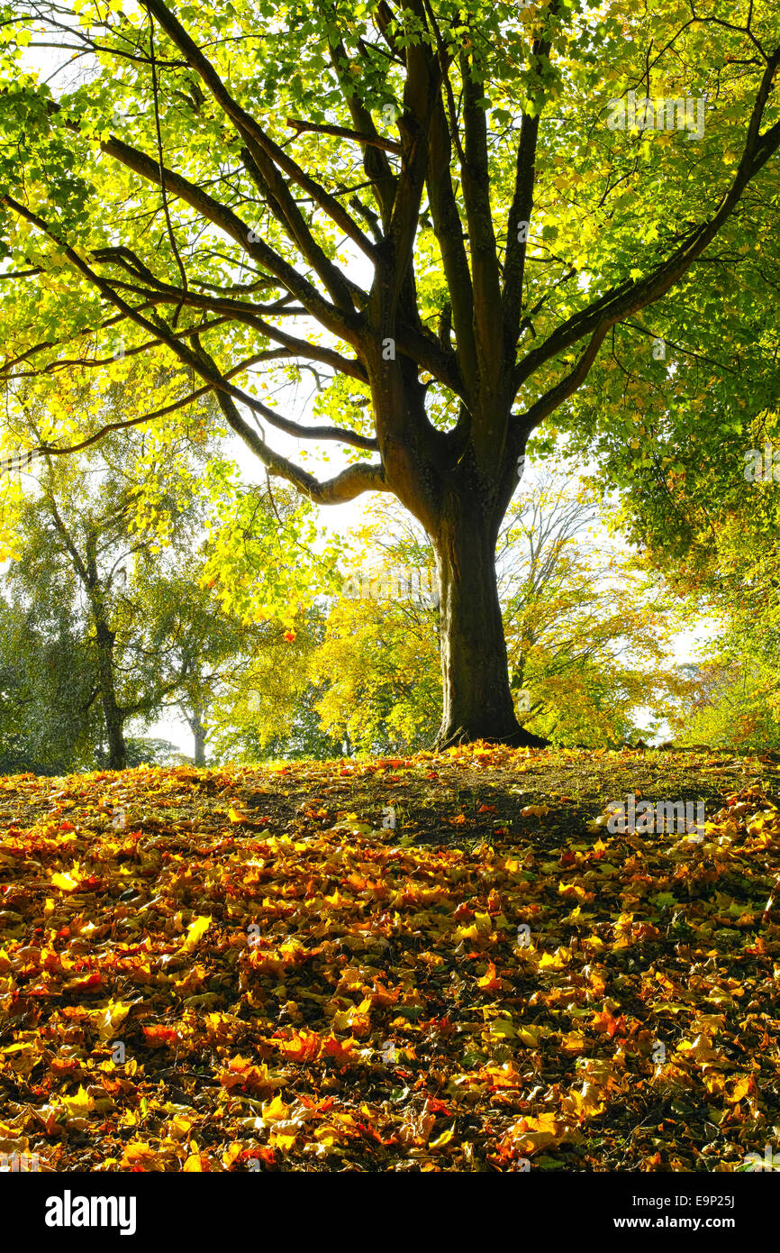 Fallen leaves of the tree hi-res stock photography and images - Alamy