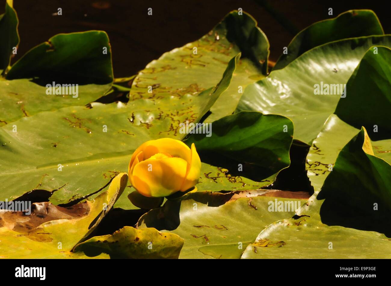 Yellow lily on pond in Yellowstone National Park Wyoming - USA Stock Photo