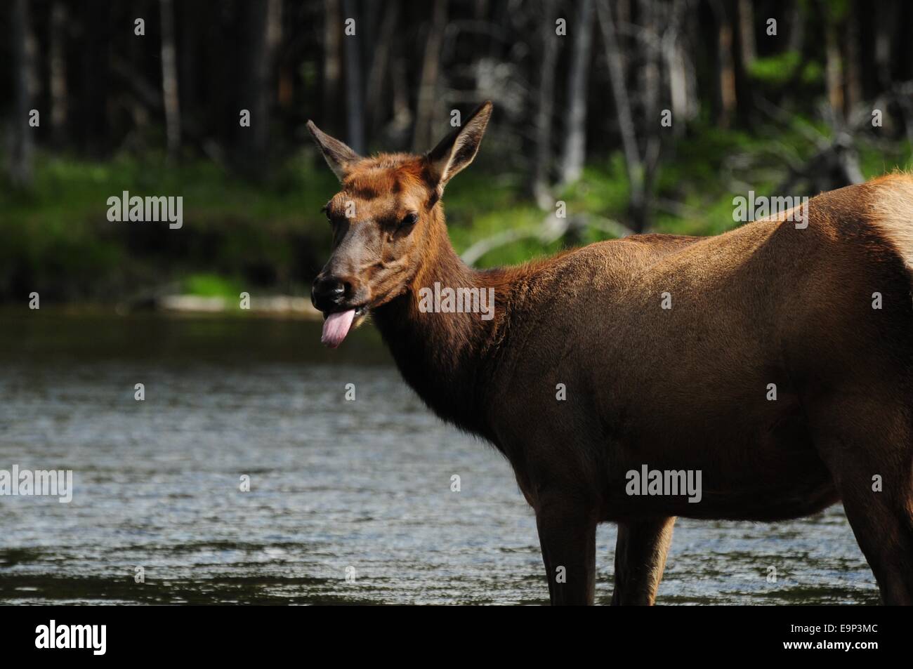 Cow Elk standing in river.  He tongue was sticking out. Stock Photo