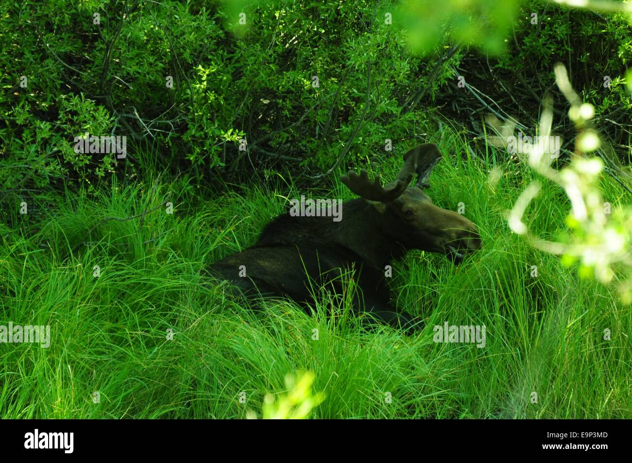 Moose in velvet grazing on grass in draw. Stock Photo