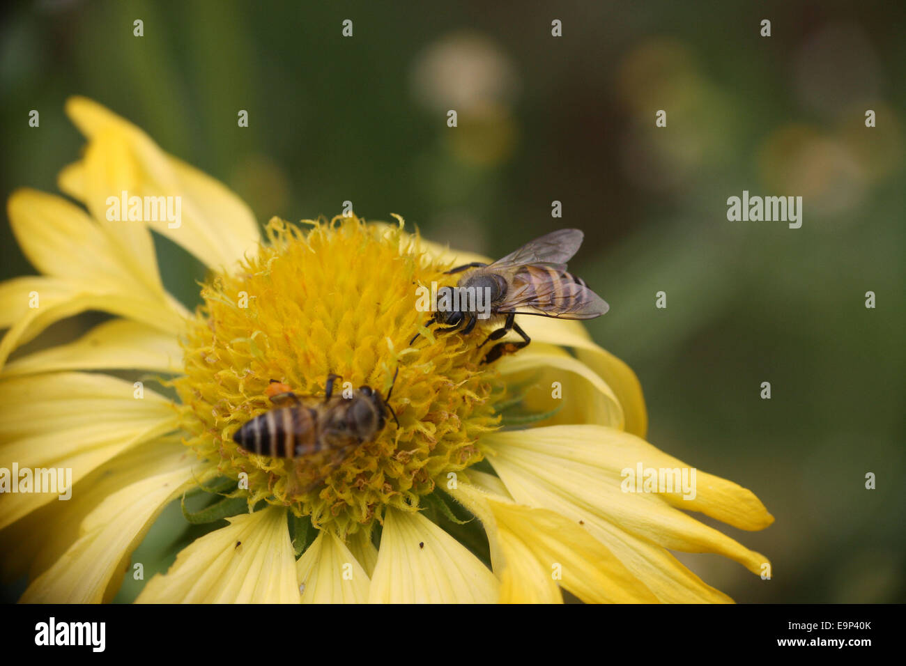 Gailardia Blanket flower and bee Stock Photo Alamy