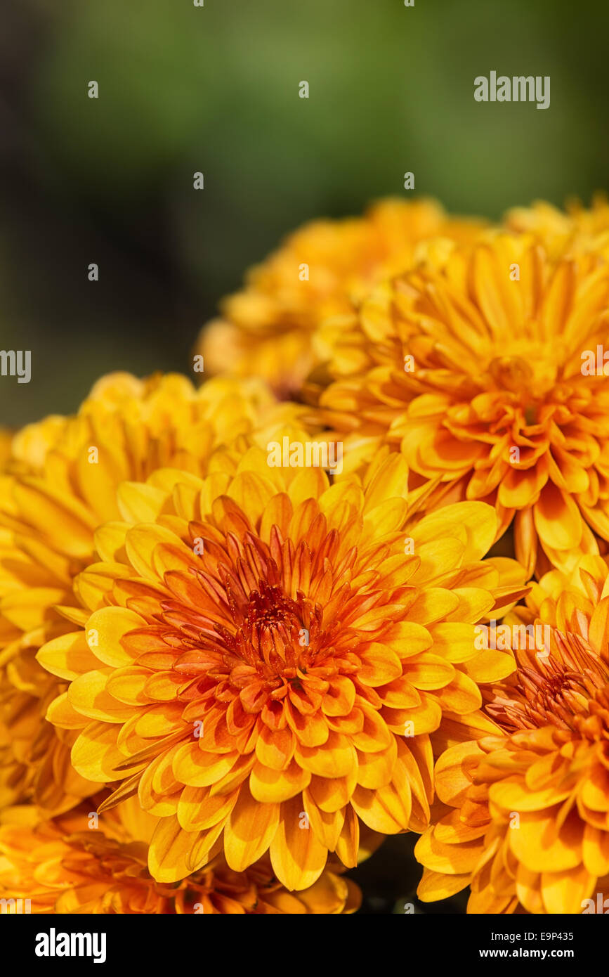 Chrysanthemum yellow hi-res stock photography and images - Alamy