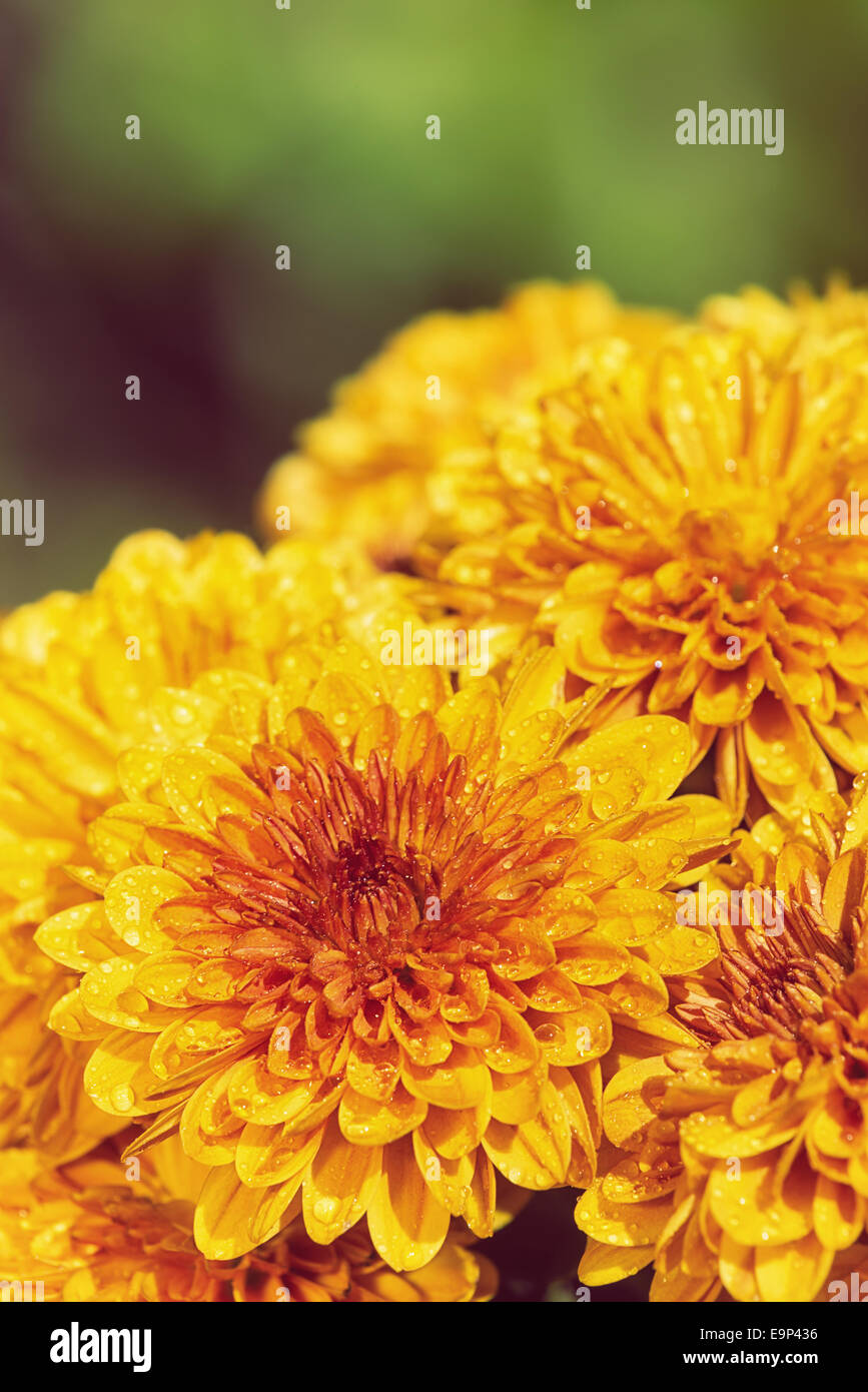 yellow mums chinese new year