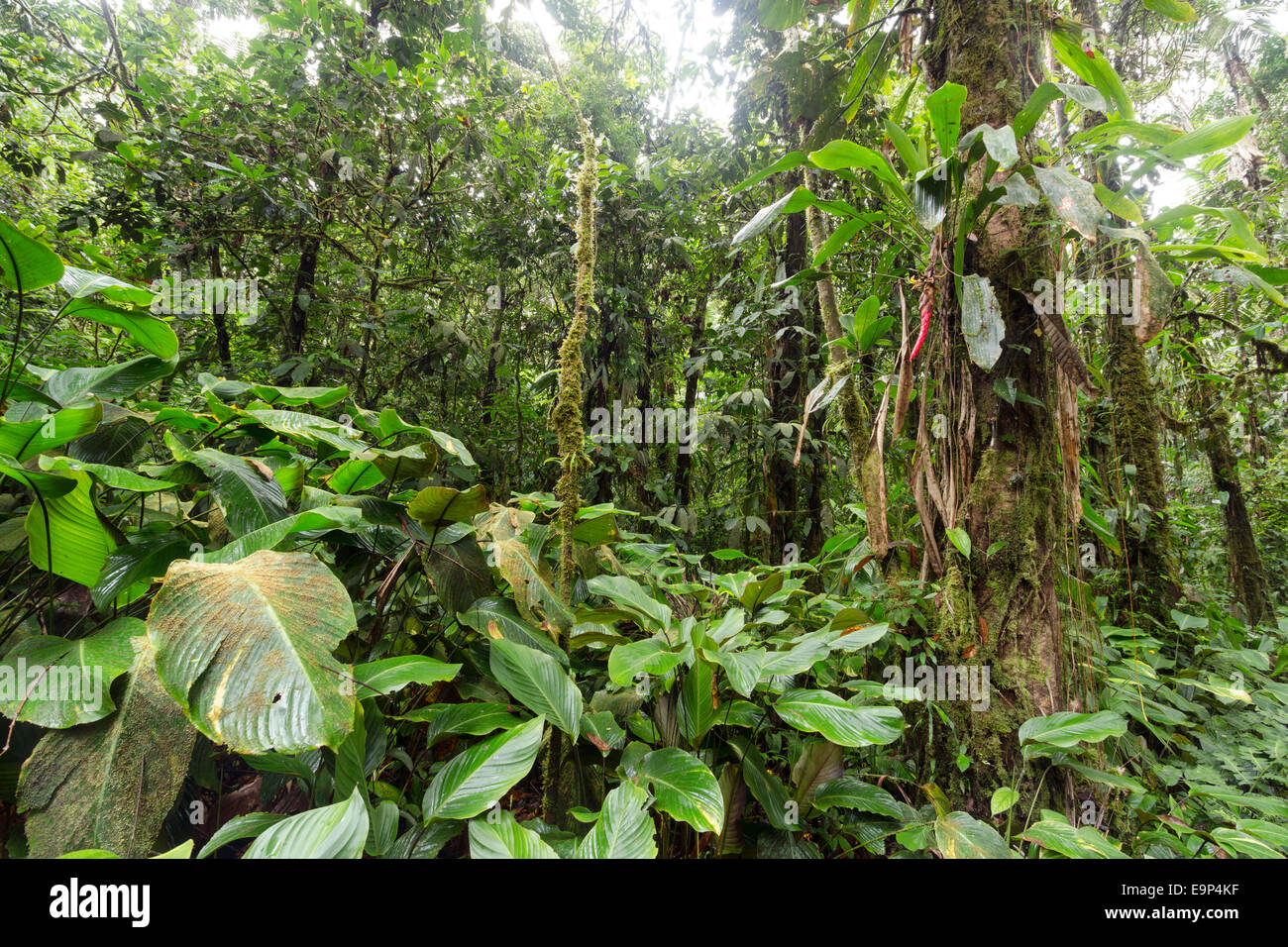 Interior of tropical rainforest near Sumaco National Park in the Ecuadorian Amazon with a Pitcairnia bromeliad in flower and Cal Stock Photo