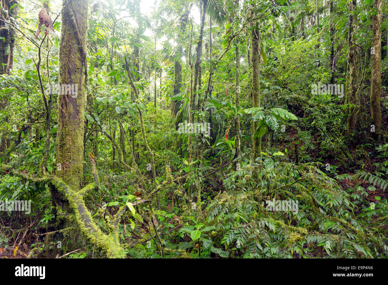 Interior of tropical rainforest near Sumaco National Park in the Ecuadorian Amazon Stock Photo
