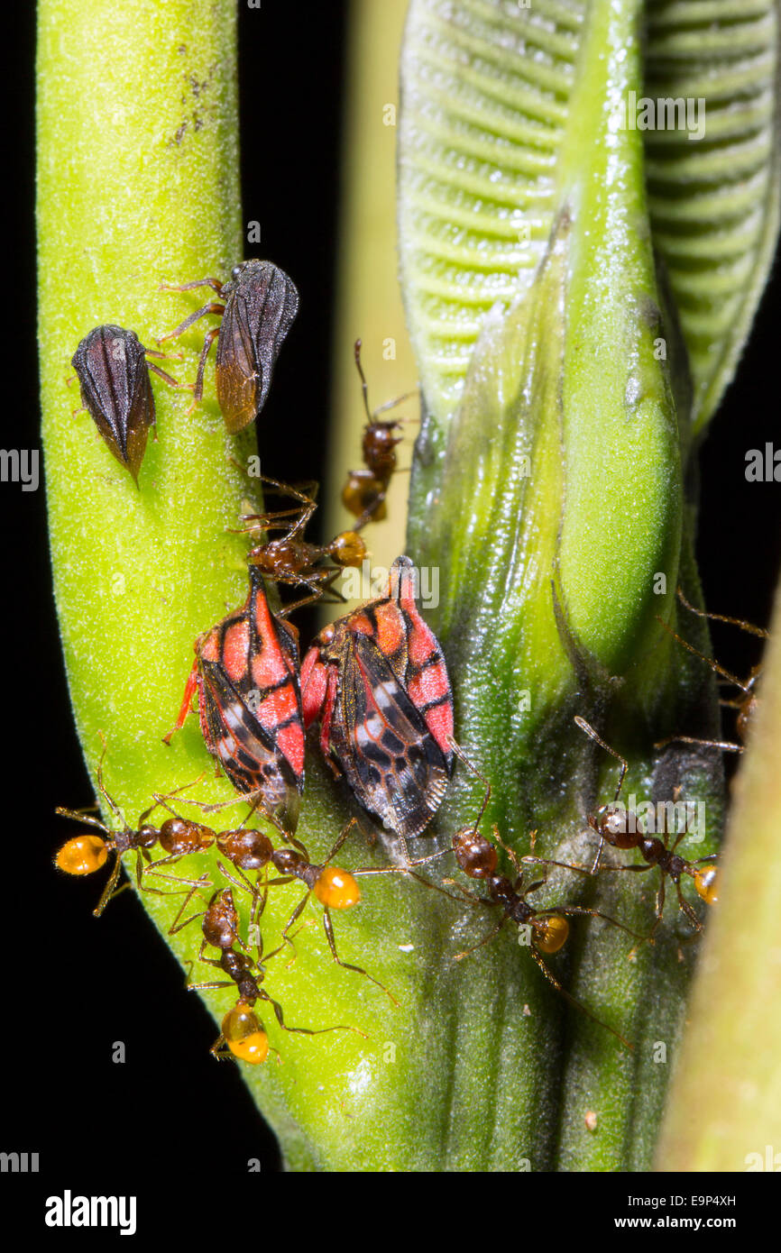 Ants tending a group of red and black treehoppers on a rainforest understory plant in Ecuador Stock Photo