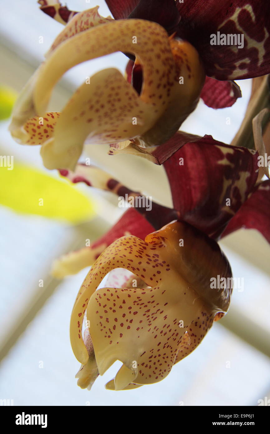 Stanhopea Oculata Stock Photo