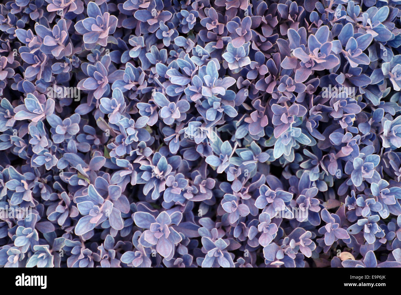Vibrant plant foliage hi-res stock photography and images - Alamy