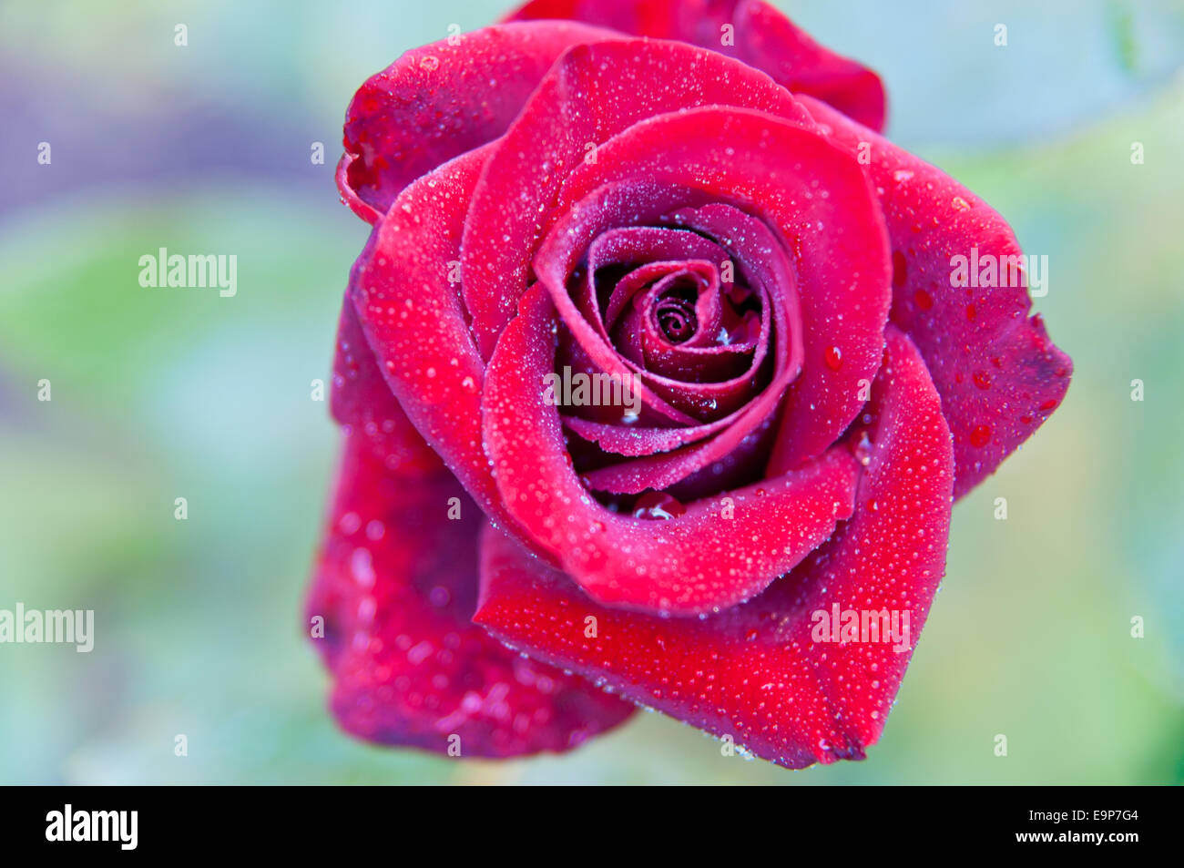 Close up view of red rose in drops of dew Stock Photo - Alamy