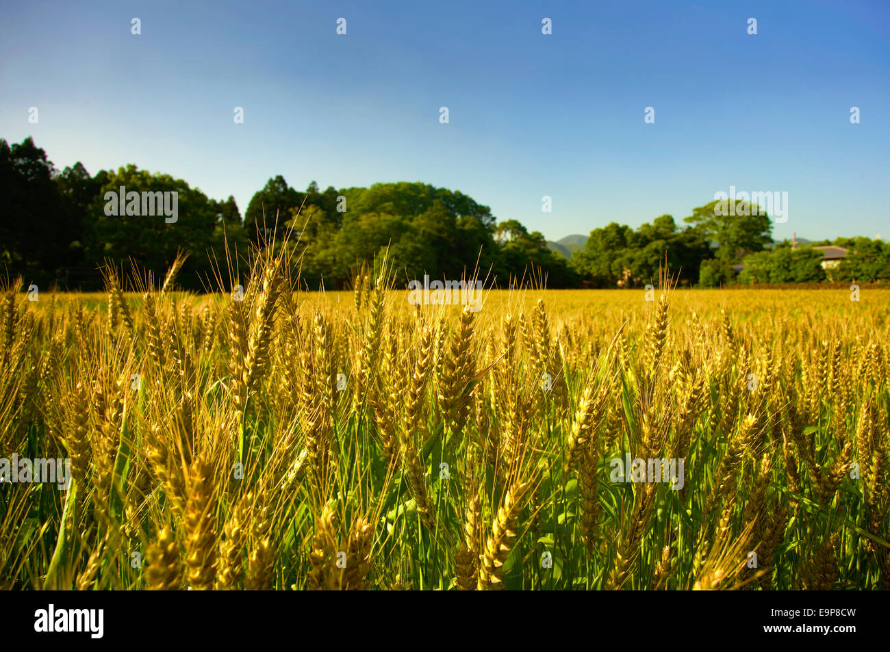 A field of common wheat (Triticum Aestivum) in Kyoto, Japan Stock Photo