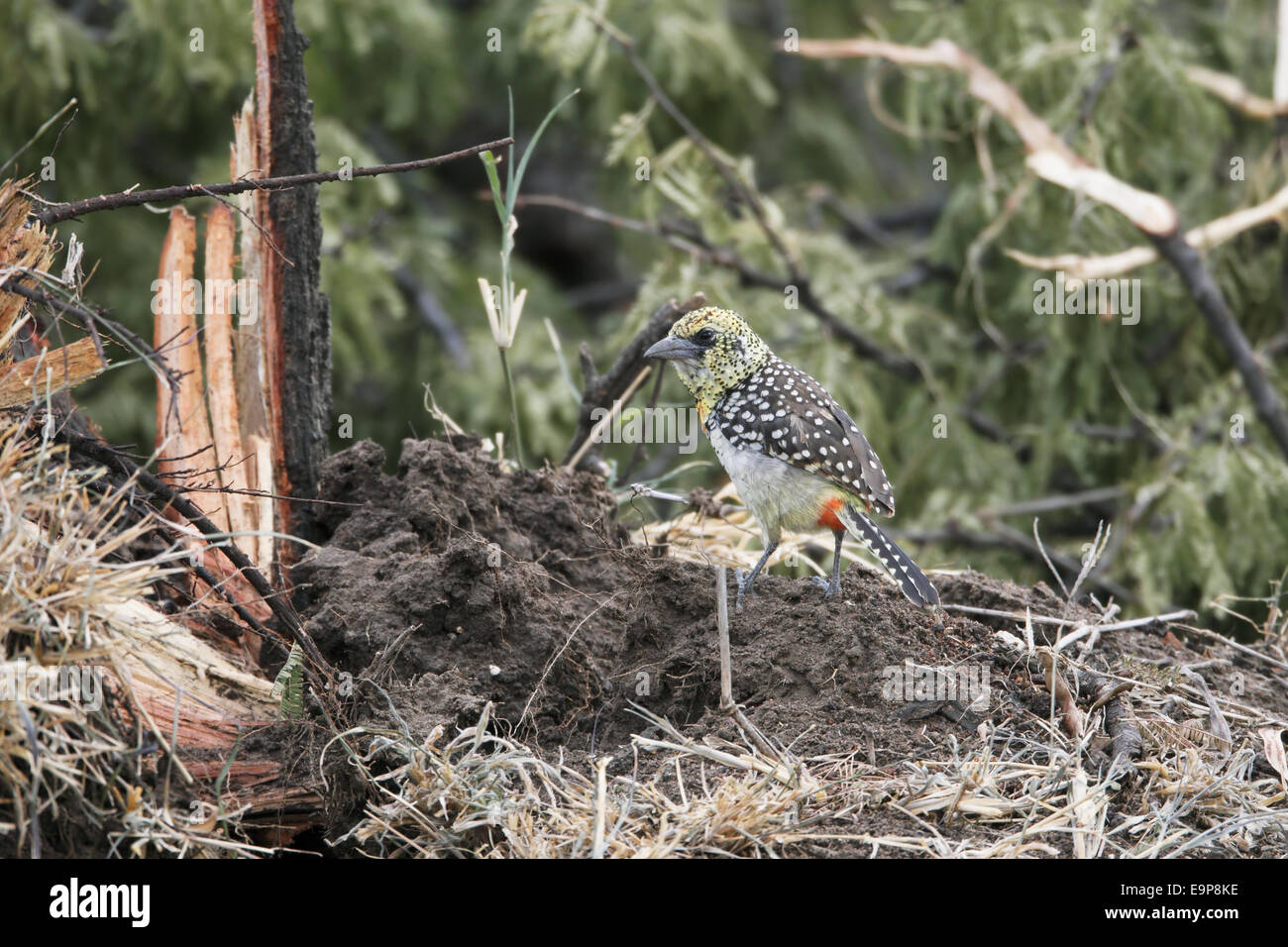 Usambiro Barbet (Trachyphonus usambiro) adult, standing on disturbed ground, Serengeti N.P., Tanzania, July Stock Photo