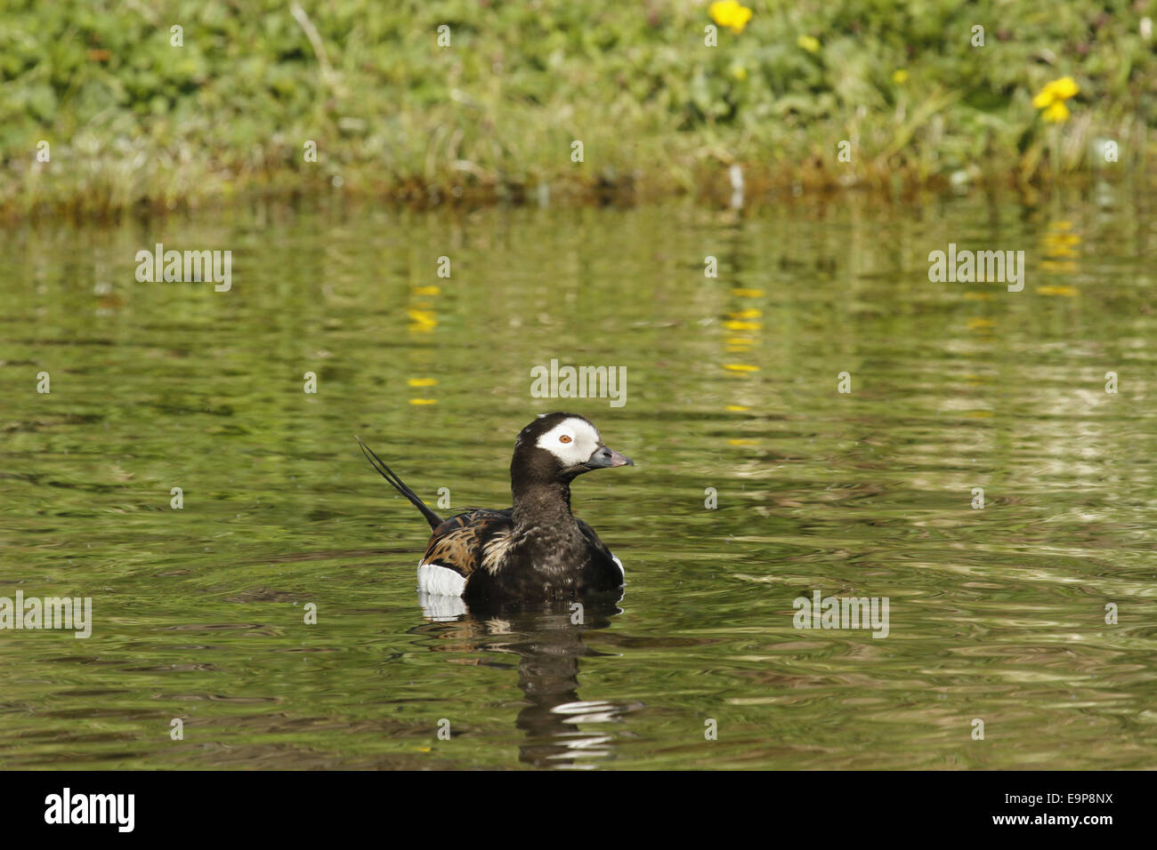 Long-tailed Duck (Clangula hyemalis) adult male, breeding plumage, swimming on river, Laxa River, Northern Iceland, June Stock Photo