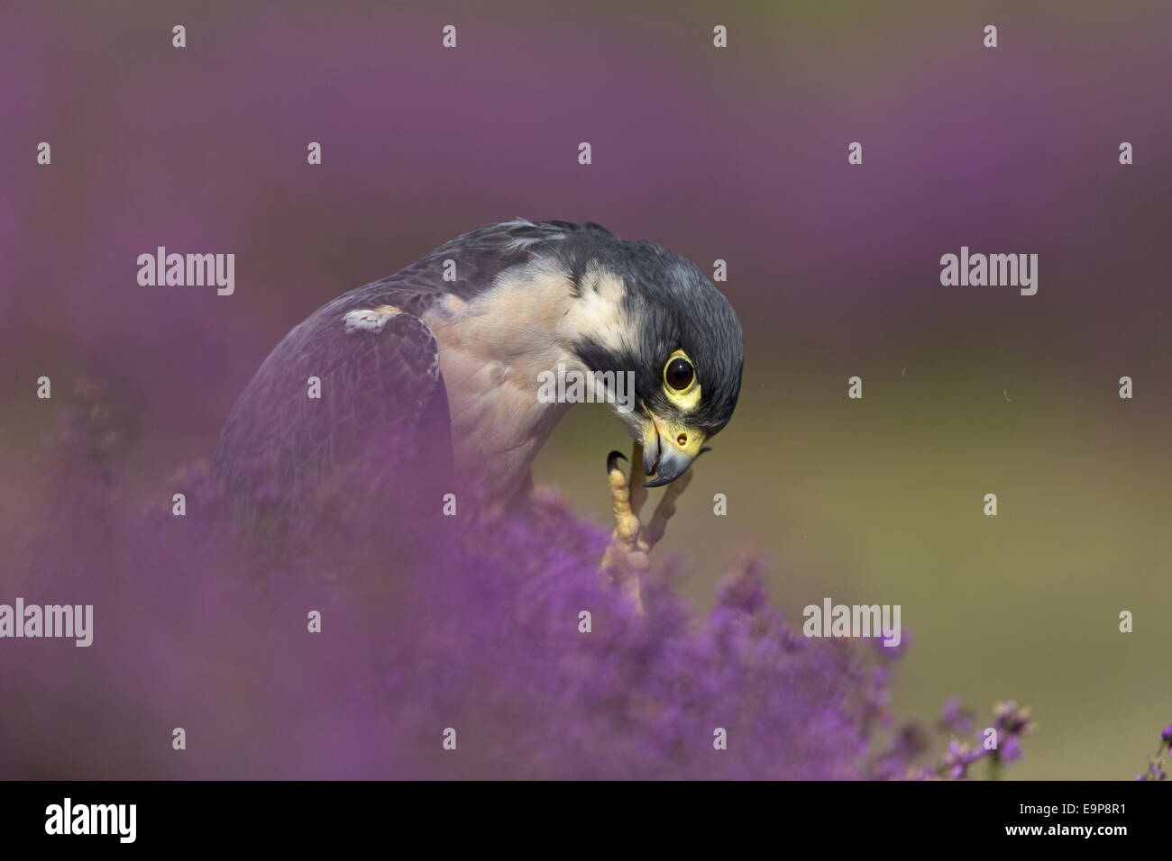 Peregrine Falcon (Falco peregrinus) adult, scratching head with foot
