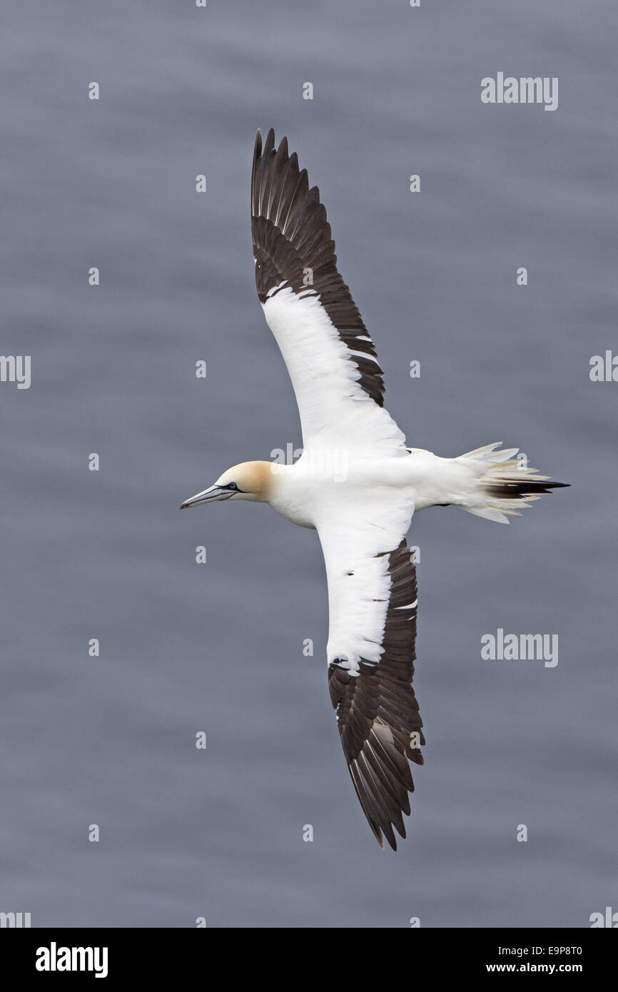 Northern Gannet (Morus bassanus) sub-adult, fourth winter plumage, in flight over sea, Shetland Islands, Scotland, June Stock Photo