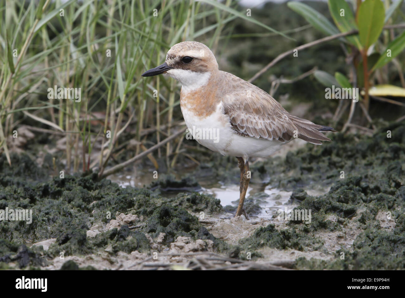 Greater Sand Plover (Charadrius leschenaultii) adult, moulting into breeding plumage, standing in shallow water, Mai Po, New Territories, Hong Kong, China, April Stock Photo