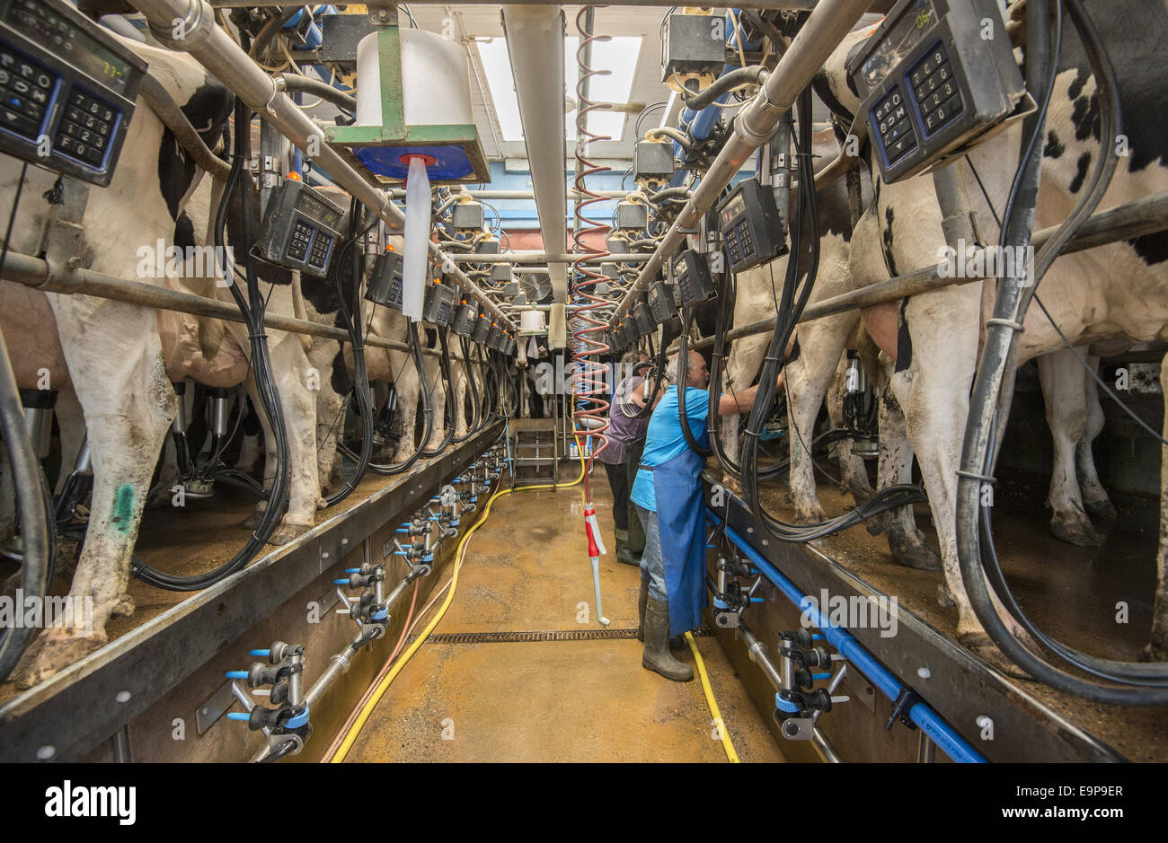 Dairy farming, Holstein cows being milked in herringbone milking parlour, Penrith, Cumbria, England, August Stock Photo