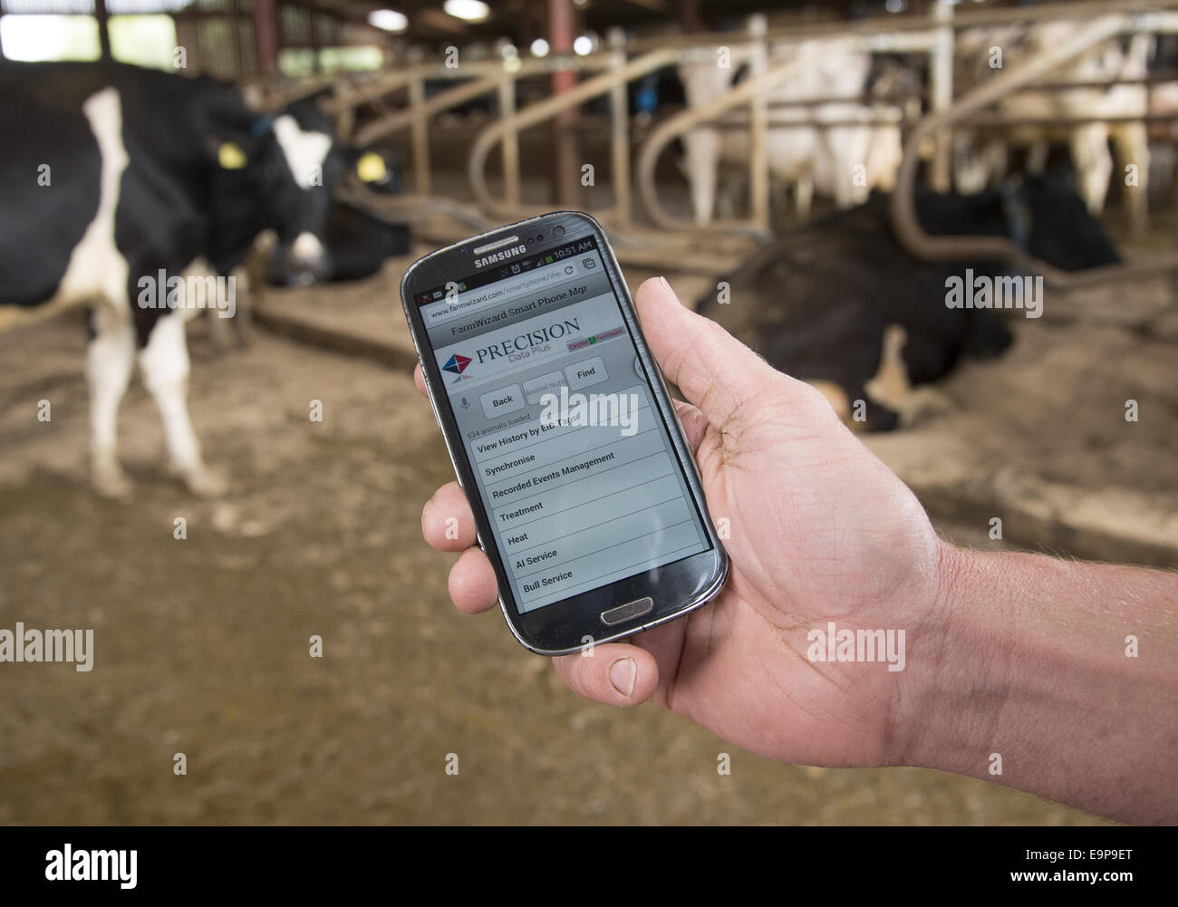 Farm management programme on smart phone held in hand, in cubicle house on dairy farm, Cheshire, England, August Stock Photo