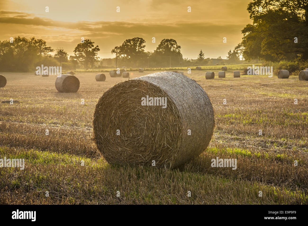 Round bales of wheat straw on stubble field in evening sunlight, near