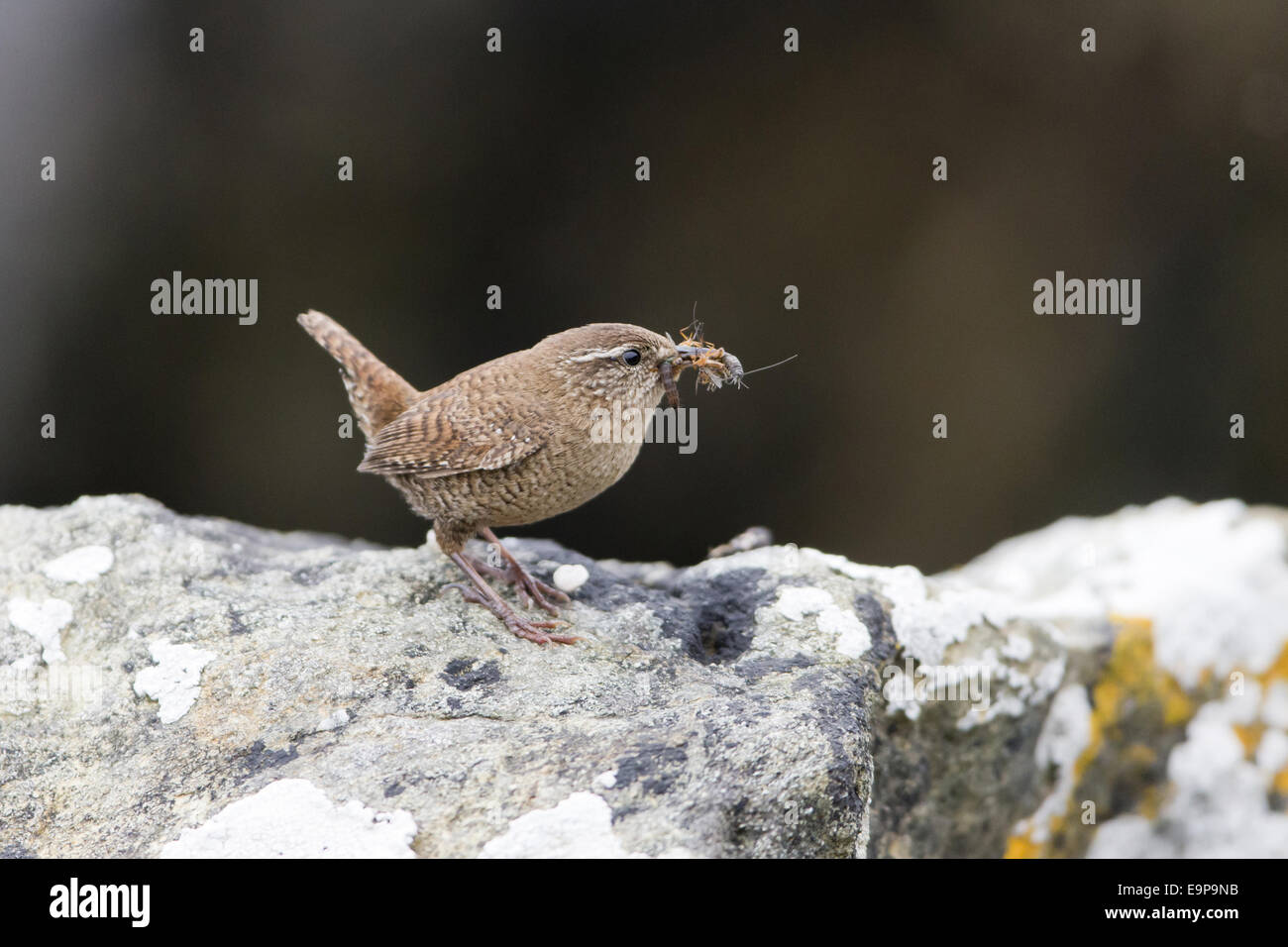 Shetland Wren (Troglodytes troglodytes zetlandicus) adult, with insect prey in beak, standing on rock, Shetland Islands, Scotland, June Stock Photo