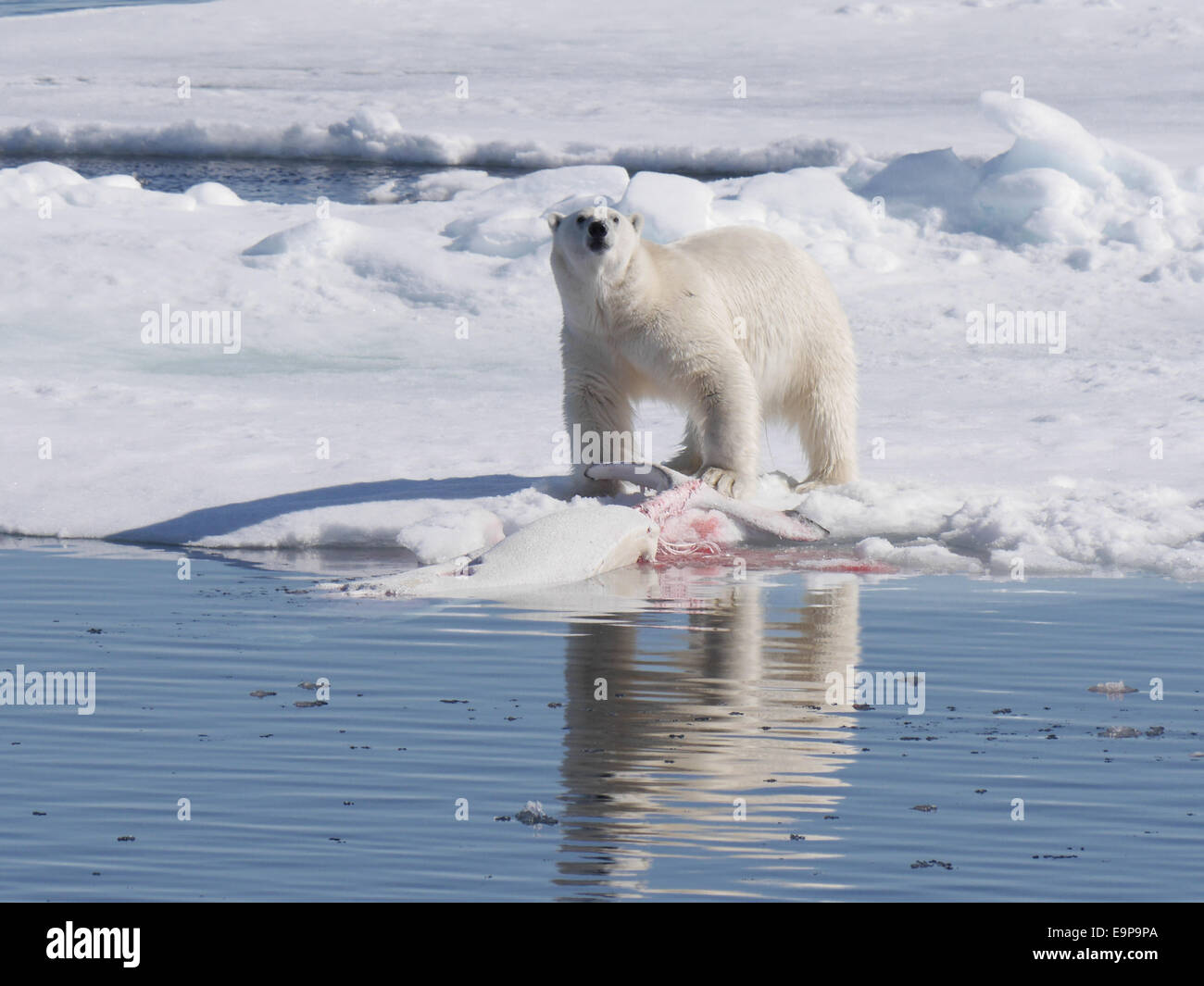 Beluga whale carcasses hi-res stock photography and images - Alamy